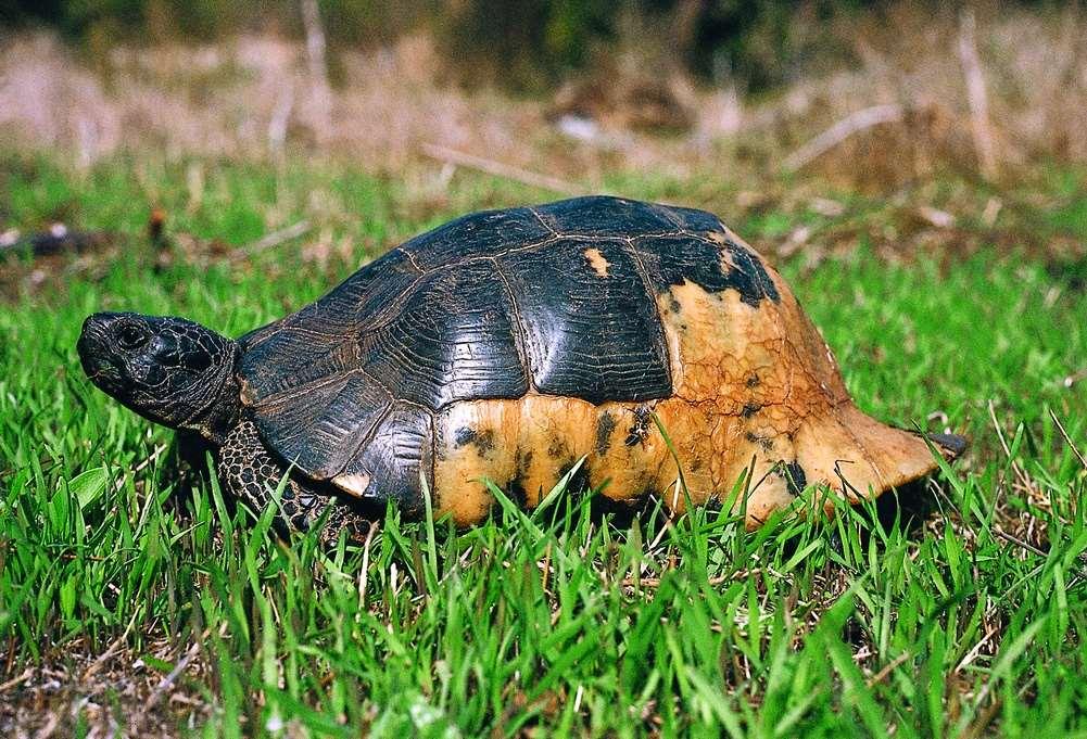 Αυτή η Κρασπεδωτή χελώνα (Testudo marginata), ήταν πολύ τυχερή