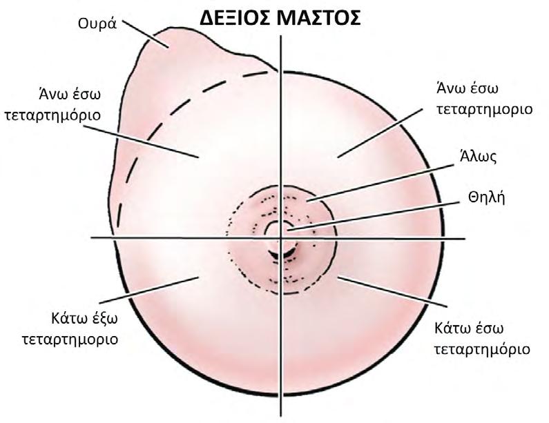 Εικόνα 5.2 Τα τεταρτημόρια του μαστού Στο κέντρο του μαστού βρίσκεται η θηλή, στην οποία καταλήγουν οι γαλακτοφόροι πόροι, ενώ η θηλή περιβάλλεται από τη θηλαία άλω.