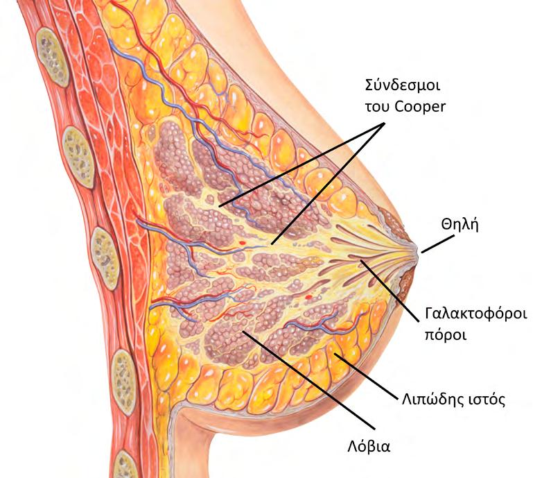 Εικόνα 5.3 Η ανατομία του μαστού (Τροποποιημένο από https://commons.wikimedia.org/wiki/file:breast_anatomy_ normal.jpg CC BY 2.