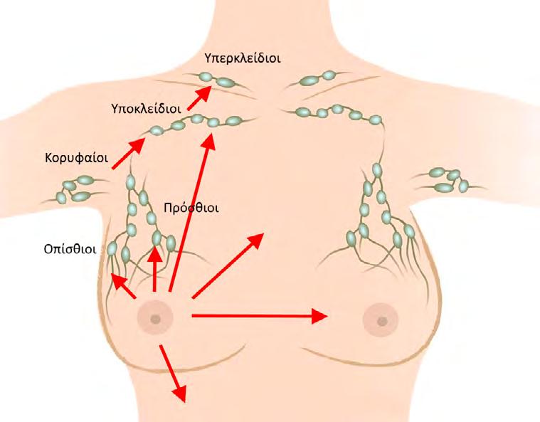 Εικόνα 5.4 Οι λεμφαδενικές ομάδες του μαστού και η φορά παροχέτευσης της λέμφου 2.