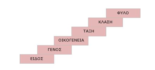 Ευρύτερες ταξινομικές βαθμίδες Με βάση το τυπολογικό κριτήριο: 1. είδη που μοιάζουν περισσότερο μεταξύ τους απ ό,τι άλλα ταξινομούνται σε κοινό γένος, 2.