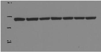 Supplementary Data 1 Fig.