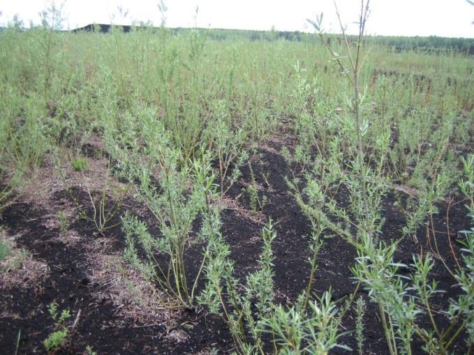 Слика 2: Врба КРР, посадена на поле исчистено од плевели во Белорусија.
