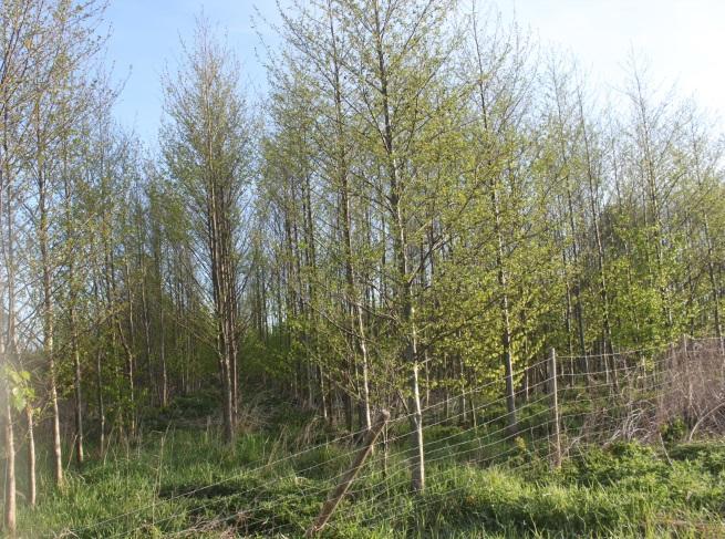 3.5 Бреза Брезата спаѓа во родот (Alnus) и како цветно дрво, припаѓа на фамилијата Betulaceae. Овој род се состои од околу 30 видови на хермафродитни дрвја и грмушки.