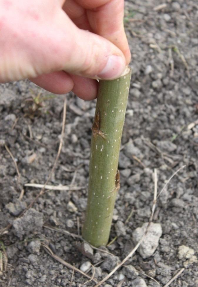 Слика 32: Туркање на садницата со рака во почвата (црвена стрелка): пупката (зелена стрелка) мора секогаш да