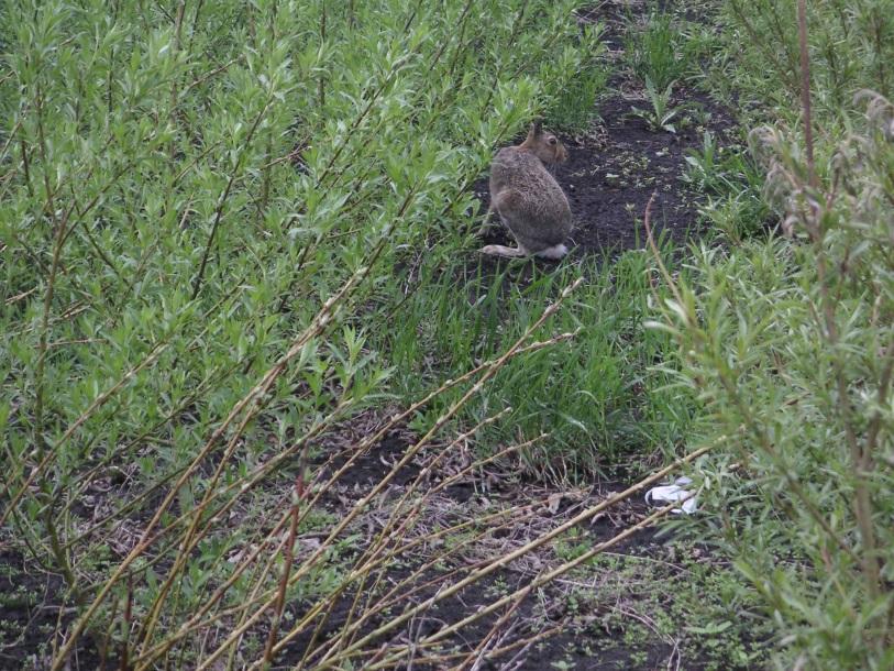 Слика 69: Зајак во плантажа со КРР врба.