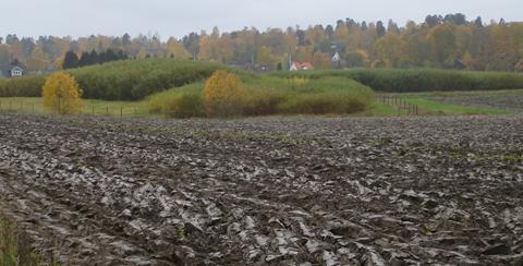 Слика 75: Плантажи со КРР врба (во позадина) покрај изорана плодна почва (сликано во есен).