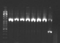 7.Αλυσιδωτή αντίδραση της πολυµεράσης (PCR) για ενίσχυση του