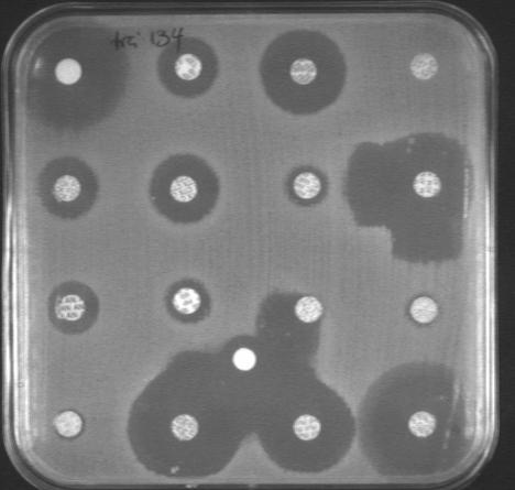 pneumoniae 134 (VIM+ESBL)
