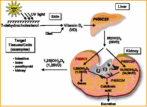 Εικόνα 2: Μεταβολισμός βιταμίνης D. Πηγή: Ohmdahl et al. Ann. Rev. Nutr. 2002 1.