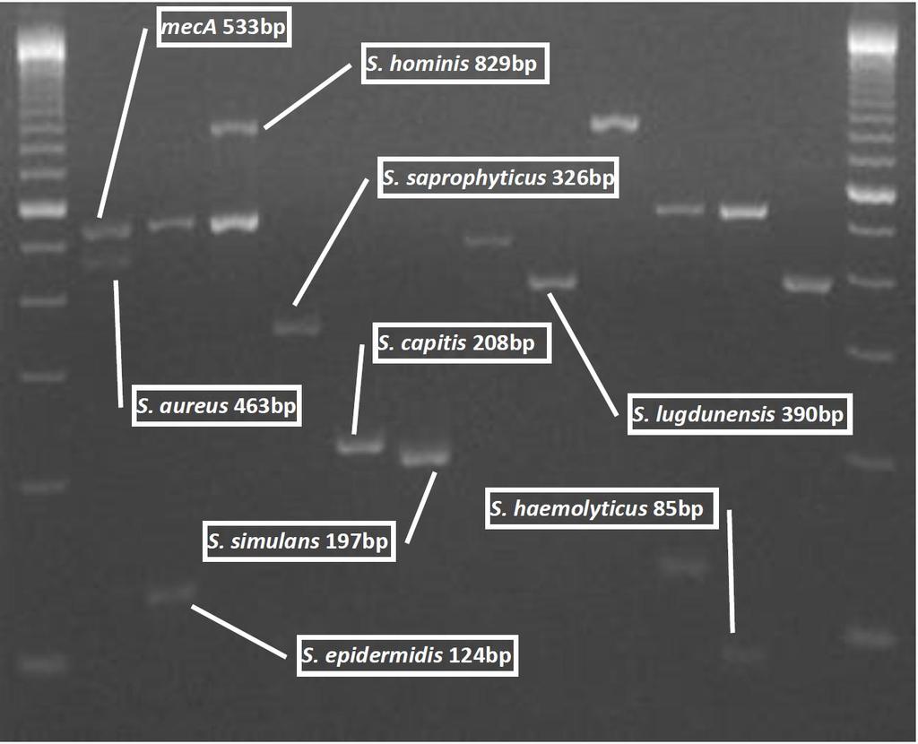 Δζηυκα 8: Απμηεθέζιαηα multiplex PCR ιε ηθζκζηά ζηεθέπδ ζηαθοθμηυηηςκ. Θέζδ 1: δείηηδξ ιμνζαημφ αάνμοξ, εέζδ 2: S. aureus meca(+), εέζδ 3: S. epidermidis meca(+), εέζδ 4: S.