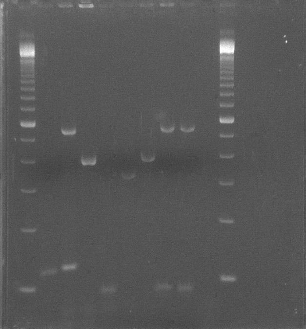 Δζηυκα 9: Απμηεθέζιαηα εθανιμβήξ ηδξ multiplex PCR ζε ηεπκδηά εκμθεαθιζζιέκεξ θζάθεξ αζιμηαθθζενβεζχκ.