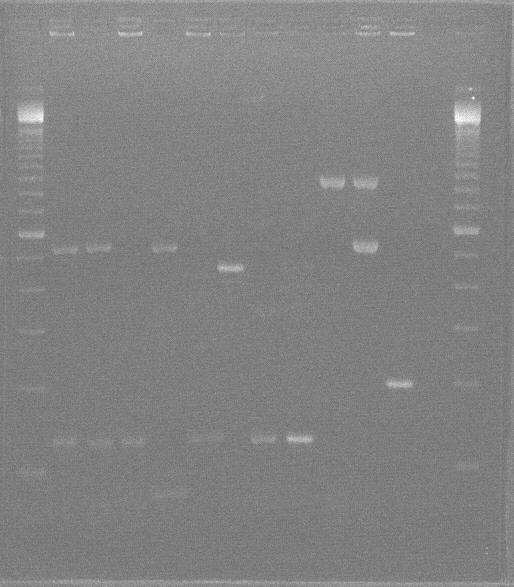 Δζηυκα 10: Απμηεθέζιαηα εθανιμβήξ ηδξ multiplex PCR ζε θζάθεξ εεηζηχκ αζιμηαθθζενβεζχκ αζεεκχκ. Θέζδ 1: δείηηδξ ιμνζαημφ αάνμοξ, εέζδ 2-3: S. epidermidis meca(+), εέζδ 4: S. epidermidis, εέζδ 5: S.