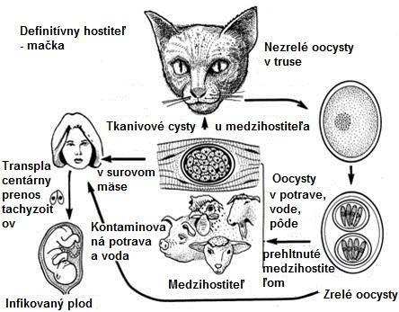 1. Kompletný pohlavný i nepohlavný cyklus, prebieha v epitelových bunkách čreva definitívneho hostiteľa mačky a iných mačkovitých mäsoţravcov.