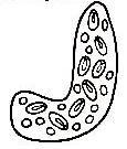 Na jednom póle sa nachádza operkulum a na opačnom je vytvorený hrboľček. Motolica tvorí viacero larválnych štádií: miracídium (Obr. 85c), sporocysty (Obr. 85d), cerkárie (Obr.