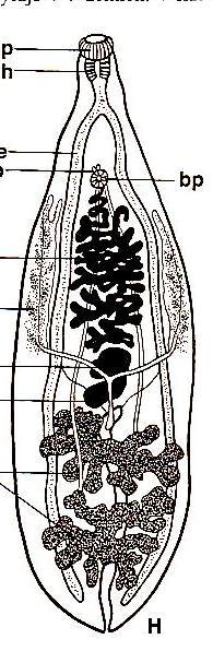 Obr. 86. Clonorchis sinensis (upravené podľa Jíru, 1998) Za chronické pľúcne ochorenie paragonimózu je zodpovedná pľúcna motolica Paragonimus westermani (Obr. 87a).