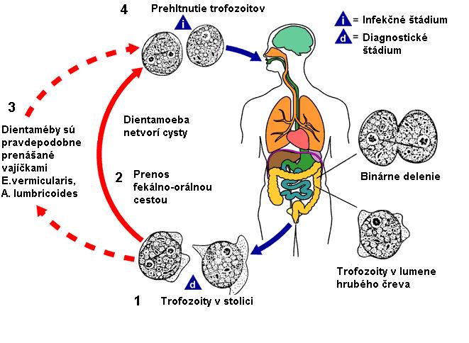 Obr. 23. Vývinový cyklus Dientamoeba fragilis (upravené podľa www.dpd.cdc.gov) Výskyt a epidemiológia ochorenia Infekcie spôsobené D. fragilis sa vyskytujú na celom svete.