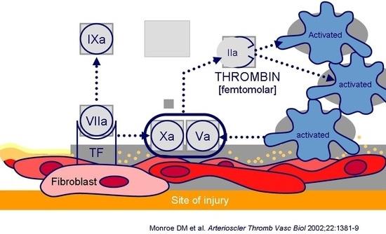 σύμπλεγμα FXa/FVa επί της αιμοπεταλιακής μεμβράνης είναι εξαιρετικά σταθερό ενώ ο FXa παρουσία προθρομβίνης προστατεύεται από την αναστολή του είτε από την αντιθρομβίνη είτε από τον TFPI.