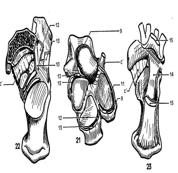 Β) Μια επιπολής στιβάδα (15), που προσφύεται προς τα πίσω στην πελματιαία επιφάνεια της πτέρνας, μεταξύ των οπίσθιων και του πρόσθιου φύματός της, και προς τα εμπρός στην
