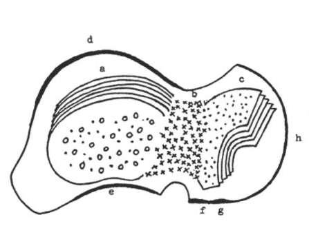 Εικόνα 21. Διαγραμματική απεικόνιση της αρχιτεκτονικής των οστικών δοκίδων ενός δεξιού αστραγάλου( έσω όψη).