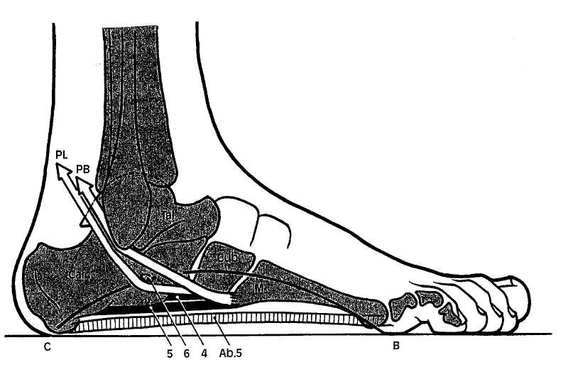 Τρεις μύες δρουν ως ενεργητικοί συσφιγκτήρες της έσω καμάρας: ο βραχύς περονιαίος (ΡΒ) διατρέχει μέρος του τόξου, αλλά, όπως και ο μακρός πελματικός σύνδεσμος, αποτρέπει την προς τα κάτω διάνοιξη των