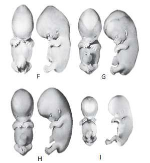 Εικόνα 31. Ανάπτυξη του εμβρύου και του άκρου ποδιού.