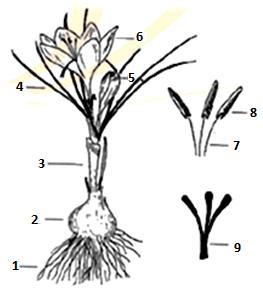1. Ρίζα 2. Κόρμος 3. Κορμός 4. Φύλλα 5. Μπουμπούκι 6. Άνθος 7. Στήμονες 8. Ανθήρες 9. Στίγματα Εικόνα 9: Μορφολογικά χαρακτηριστικά του φυτού κρόκου 2.3. ΠΑΡΑΓΩΓΗ ΚΑΙ ΕΜΠΟΡΙΚΗ ΑΞΙΑ ΤΟΥ ΑΡΤΥΜΑΤΟΣ Στις μέρες μας, οι χώρες με τις μεγαλύτερες σε έκταση περιοχές καλλιέργειας του C.