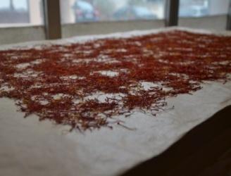 Εικόνα 14: Αποξηραμένα στίγματα C. sativus L.