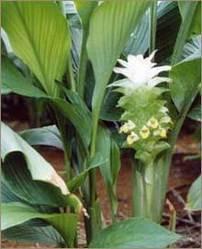 2.6.2 Το φυτό Curcuma longa L. Το φυτό Curcuma longa L. ανήκει στην οικογένεια των ζιγγιβεροειδών (Zingiberaceae) μαζί με το τζίντζερ, το κάρδαμο και το galangal.