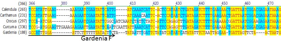 Εικόνα 25: Εκκινητής με βάση την αλληλουχία DNA του είδους Gardenia jasminoides με φορά 5-3.