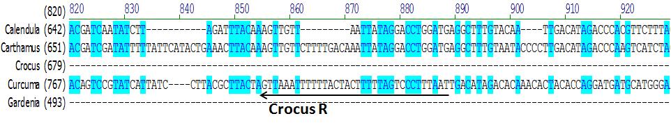 σύμφωνα με την αλληλουχία του DNA του είδους Crocus sativus Όπως φαίνεται παραπάνω στις εικόνες