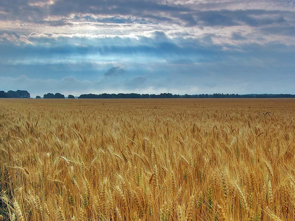 Augalų proteomika biotechnologijai Išpręsti pasaulyje opėjančiai maisto problemai augalų biotechnologija neišvengiama: Šiame šimtmetyje grūdų