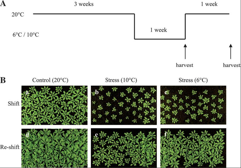 Proteomikos panaudojimas funkcinei šalčio streso analizei Arabidopsis