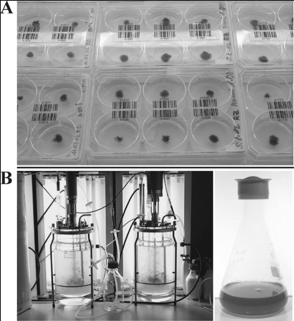 Physcomitrella patens proteomika Physcomitrella patens patogus modelinis augalas: Genomo seka nustatinėjama Gali būti auginama bioreaktoriuje, taigi sąlygos idealiai atkartojamos Pasižymi nebūdinga