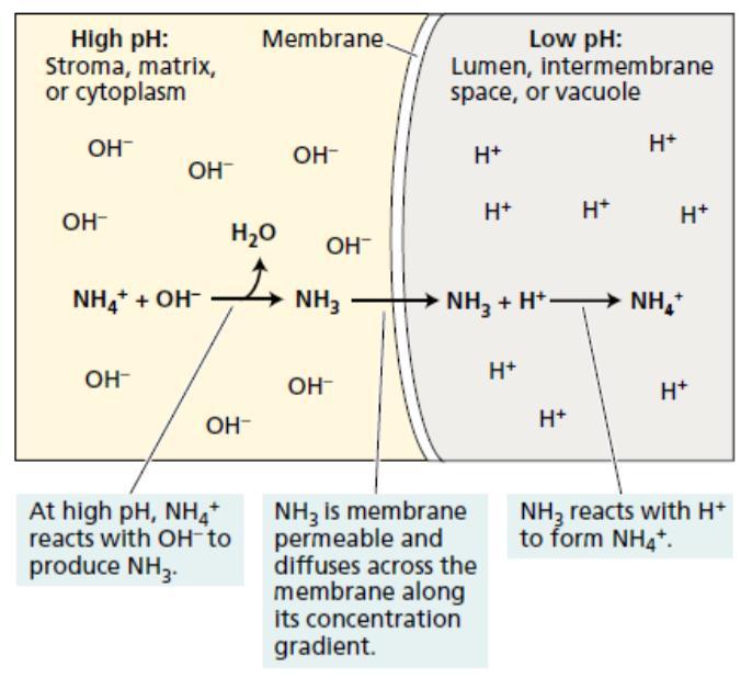 Kad se azot fiksira u amonijum i nitrat, on ulazi u ciklus azota i može da pređe kroz više organskih i neorganskih formi pre nego što se ponovo vrati u oblik molekularnog azota.
