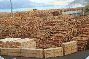 Η δύναµη των Π Σ Αποψίλωση (συνέχεια) Πώς µπορούν να βοηθήσουν οι Π Σ; Αγορά ξύλου/προϊόντων από ξύλο µόνο από νόµιµες πηγές υλοτοµίας Αύξηση της