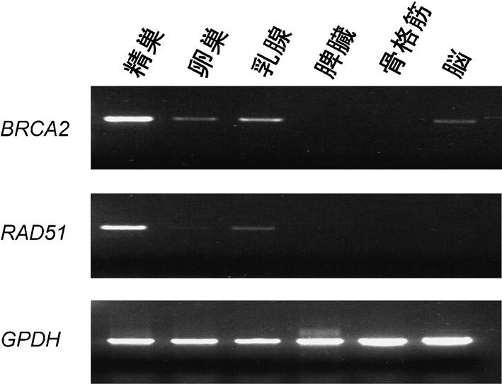 34 0*,*++ + a : BRC repeats NLS C b : c : 02 /2 +**, mrna,** ng RNA RT-PCR BRC repeats C - BRC repeats repeats repeat repeat ++ repeats, PELLEGRINI 2 BRC