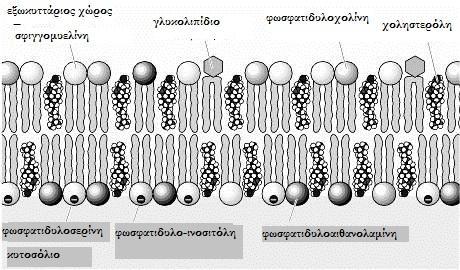 από τα μακροφάγα και την επικείμενη καταστροφή τους στο σπλήνα (Μohandas and Gallagher, 2008). Εικόνα 4: Η εισαγωγή της χοληστερόλης στη μεμβράνη.