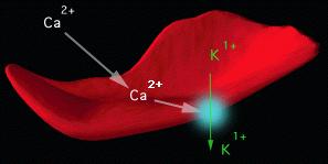 τη διέλευση του Ca 2+. Η δραστηριότητα των καναλιών μάλιστα έχει ως συνέπεια την έξοδο H 2 O από το ερυθροκύτταρο και κατά συνέπεια τη συρρίκνωσή του.