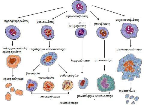 λίγων ημερών χάνουν τα υπολειπόμενα ριβοσώματα και μετατρέπονται σε ώριμα ερυθροκύτταρα (Εικ.2) («Φυσιολογία του ανθρώπου»,8 η έκδοση, Vander,2001). 1.