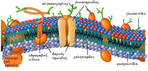 Εικόνα 3: Ρευστό μωσαϊκό μοντέλο της μεμβρανικής δομής. Οι γλυκοπρωτεΐνες είναι σημαντικές για την κυτταρική σηματοδότηση, την κυτταρική αναγνώριση και την κυτταρική προσκόλληση στους ιστούς.
