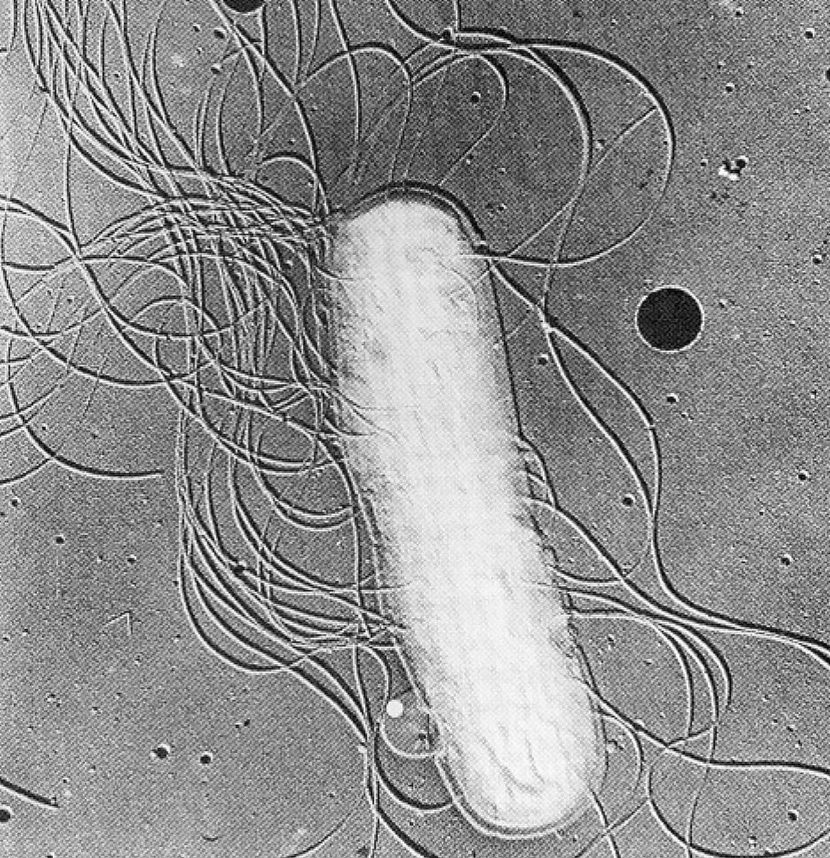 E. COLI H.