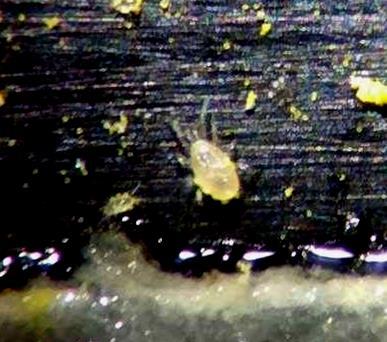 ΕΙΣΑΓΩΓΗ 33 Εικόνα 11: Typhlodromus (Anthoseius) recki Wainstein (δευτερονύμφη άρρενος). Α. Νωτιαία όψη. Β.