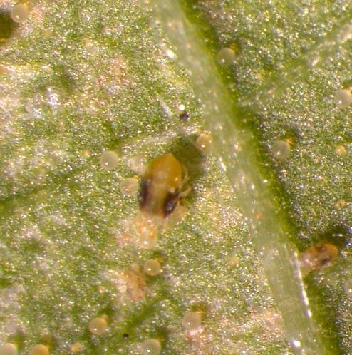 ΕΙΣΑΓΩΓΗ 37 1.6 Tetranychus urticae Koch (Acari: Tetranychidae) 1.6.1 Συστηματική ταξινόμηση - Στοιχειά Μορφολογίας Το άκαρι Tetranychus urticae ανήκει στην οικογένεια Tetranychidae.