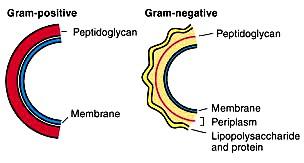 Biologija celice Živa bitja: - so kemijsko kompleksna in visoko organizirana (celična zgradba) - imajo presnovo (metabolizem), uporabljajo in pretvarjajo energijo o disimilacija