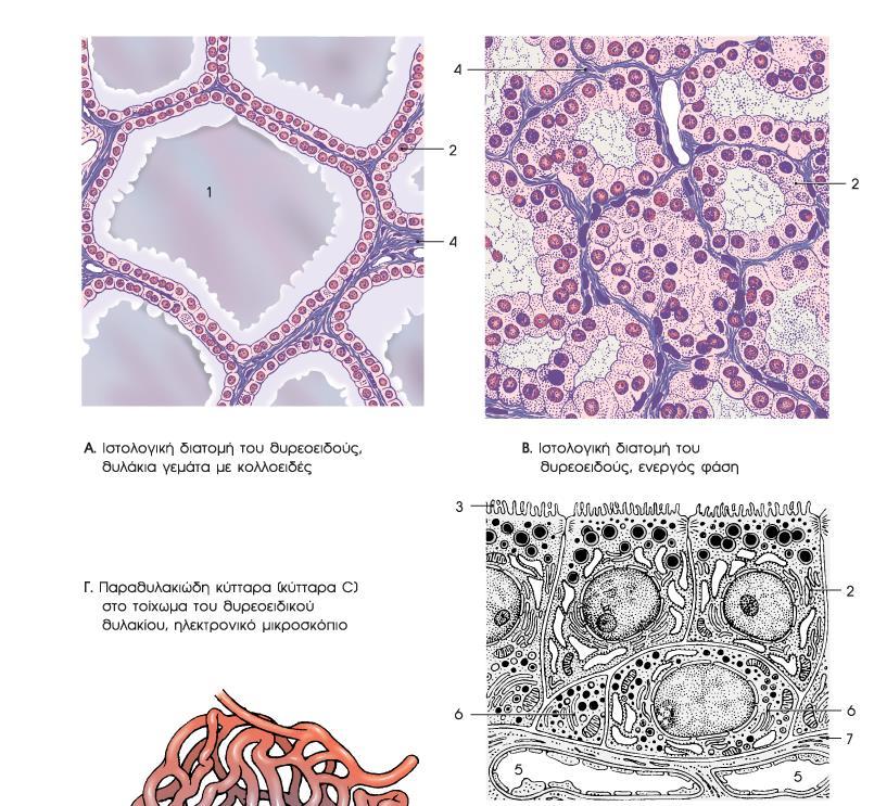 Θυλάκιο: αποτελείται από επιθηλιακά θυρεοειδικά κύτταρα τα οποία εφάπτονται σε μία βασική μεμβράνη και σχηματίζουν έναν αυλό που πληρούται από θυροειδικό