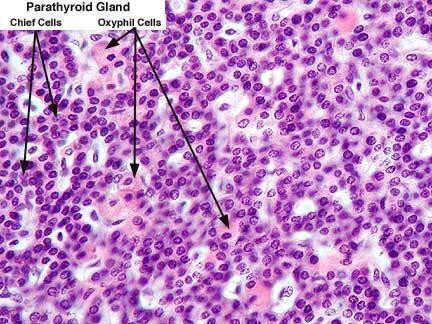Ιστολογική δομή Τα κύτταρα των παραθυρεοειδών αδένων είναι: Κύρια κύτταρα (παράγουν