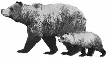 Analizom genetičke varijabilnosti i