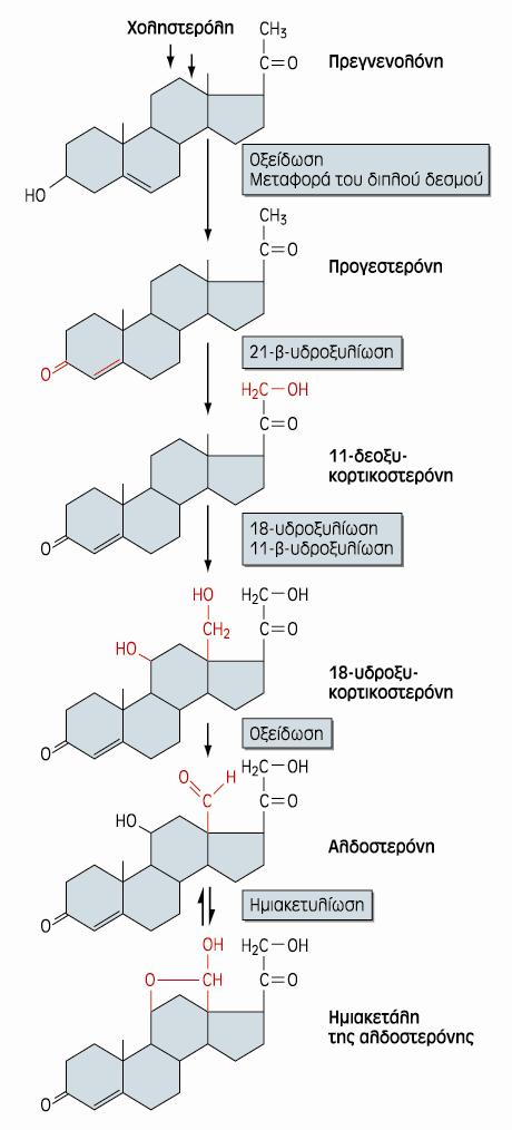 ΒΙΟΣΥΝΘΕΣΗ ΑΛΑΤΟΚΟΡΤΙΚΟΕΙΔΩΝ: ΑΛΔΟΣΤΕΡΟΝΗ ΚΑΙ 11β-ΔΕΟΞΥΚΟΡΤΟΚΟΣΤΕΡΟΝΗ Η