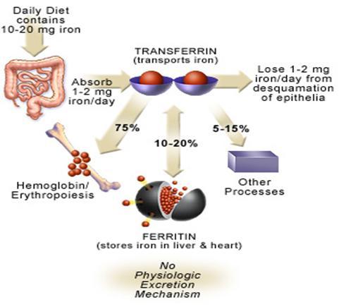 ΡΥΘΜΙΣΗ ΤΟΥ ΣΙΔΗΡΟΥ ΣΤΟΝ ΟΡΓΑΝΙΣΜΟ Τα επίπεδα σιδήρου στον υγιή